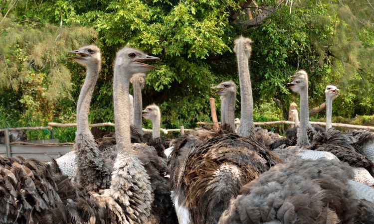 Ostrich and Emu Farming