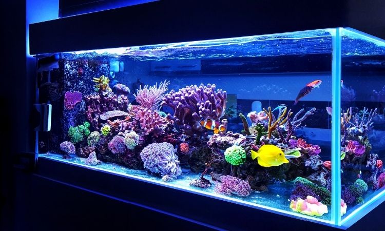 Aquariums & fish