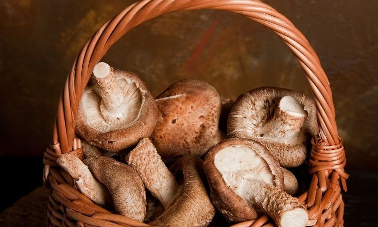  Mushroom Harvesting