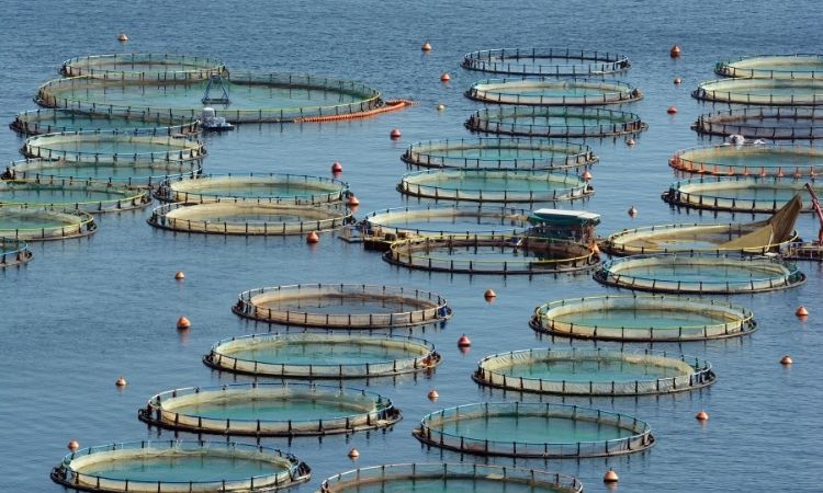 Organic Fish Farm