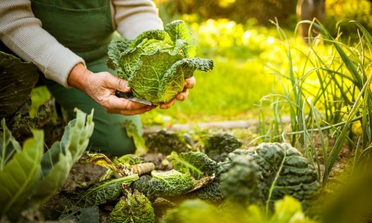 Organic Gardening Instructor