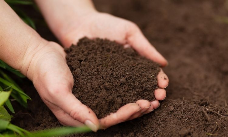 Organic Homemade Fertilizer