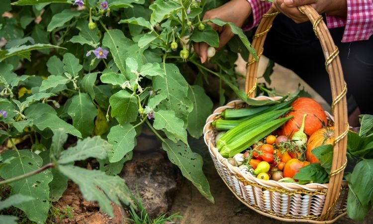  Organic Vegetable Farming