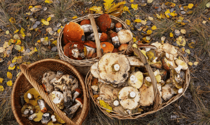 Mushroom harvesting